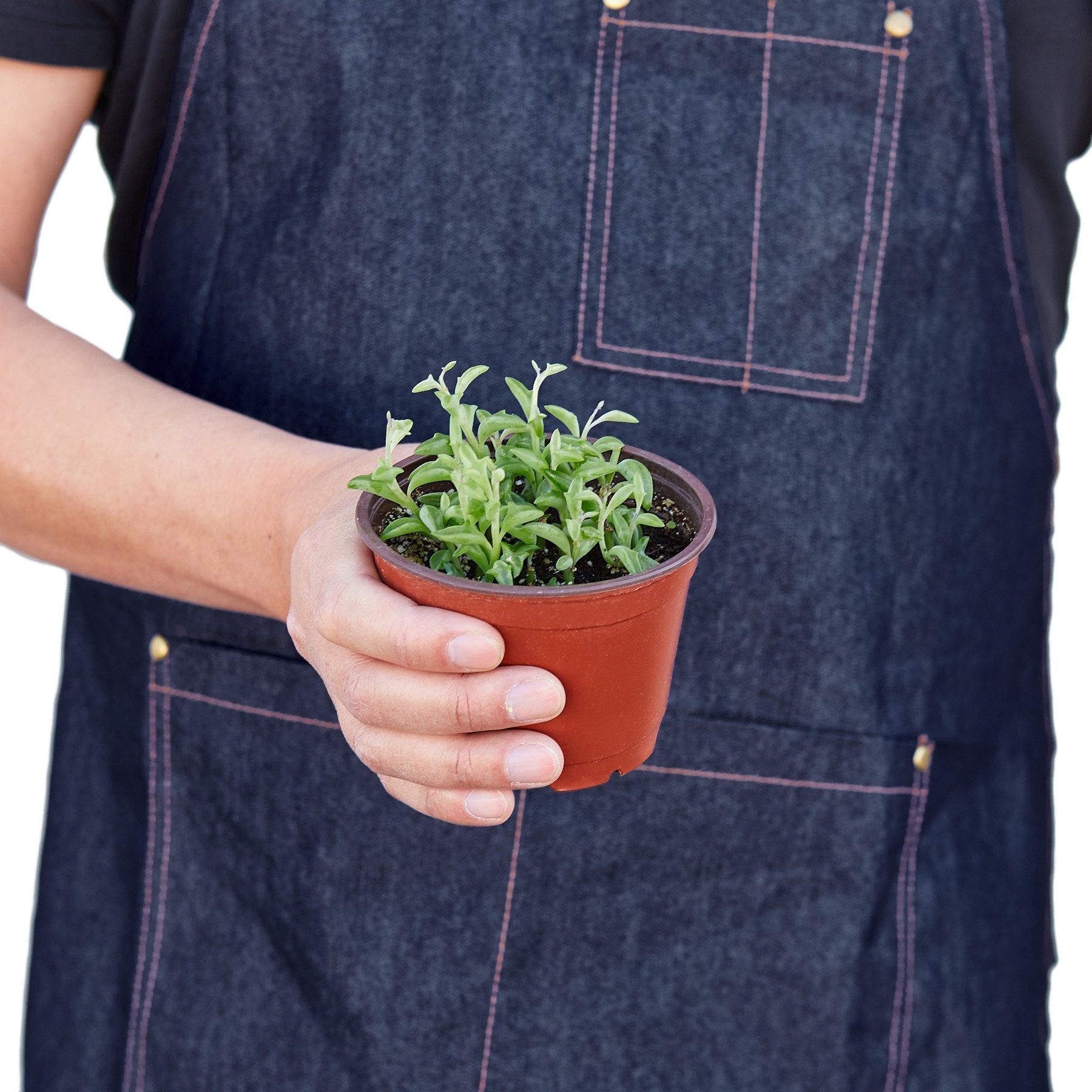Succulent 'String Of Dolphins'