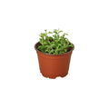 Succulent 'String Of Dolphins'