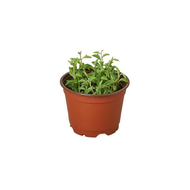 Succulent 'String Of Dolphins'