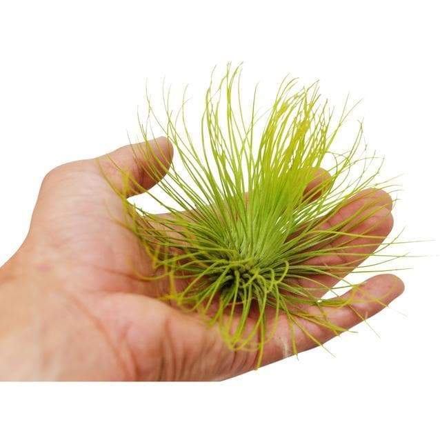 Air Plant ‘Andreana’