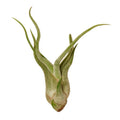 Air Plant ‘Caput-Medusae’