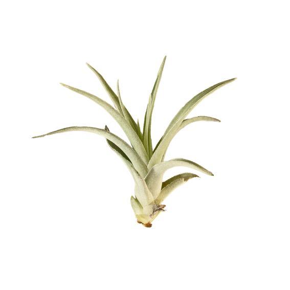 Air Plant 'Harrisii'