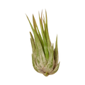 Air Plant 'Kolby'