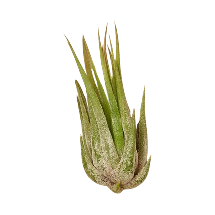 Air Plant 'Kolby'