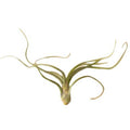 Air Plant 'Pseudobaileyi'