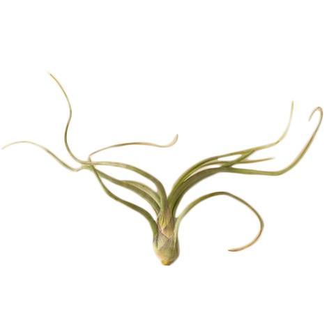 Air Plant 'Pseudobaileyi'