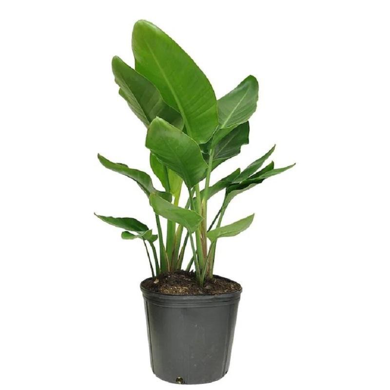 White Bird Of Paradise