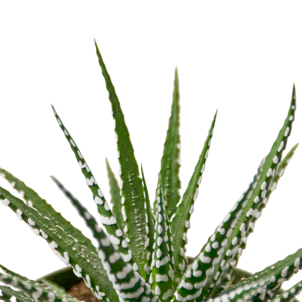 Haworthia 'Zebra'