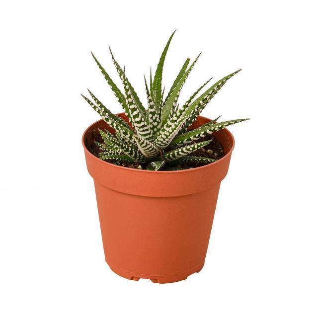 Haworthia 'Zebra'